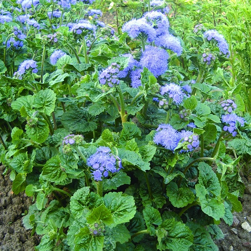 Ageratum Seeds